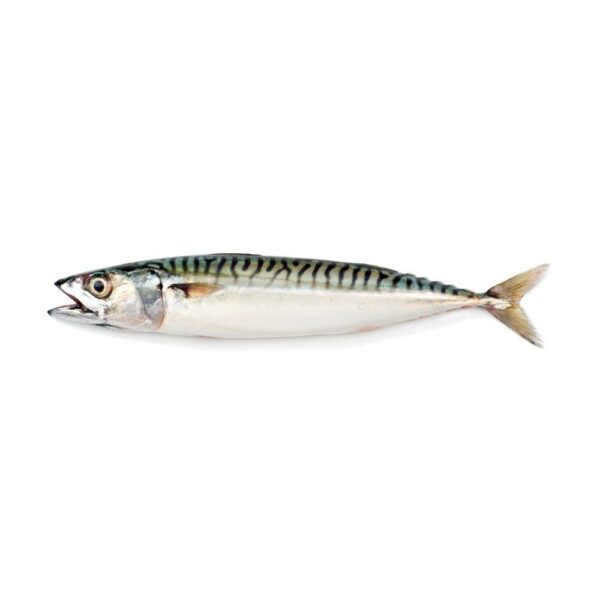 SKUMBRIA külm NORRA FAO 027  400-600