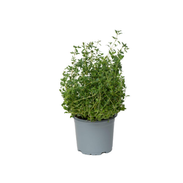 TÜÜMIAN POTIS 170G (EESTI)