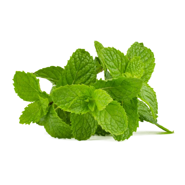 MINT lahtine