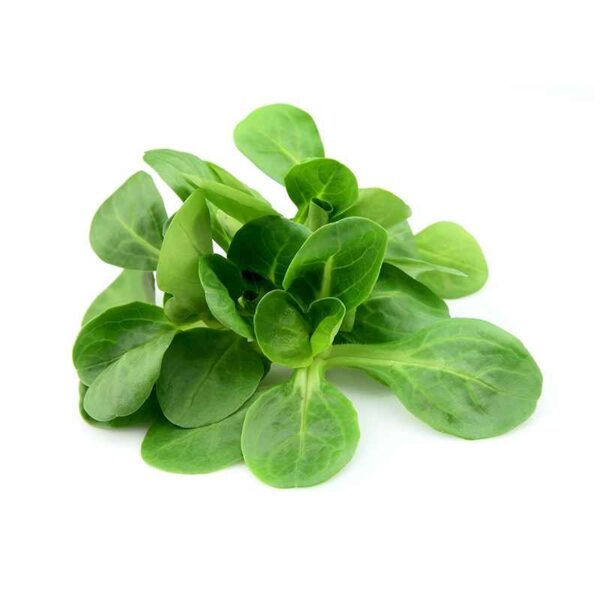 LAMBS  SALAT 100G (ITAALIA)